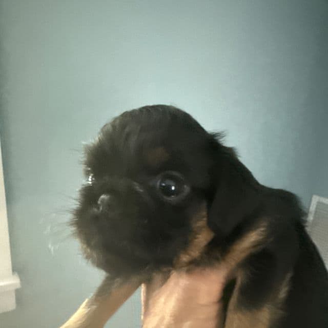 Gilbert - Brussels Griffon Male