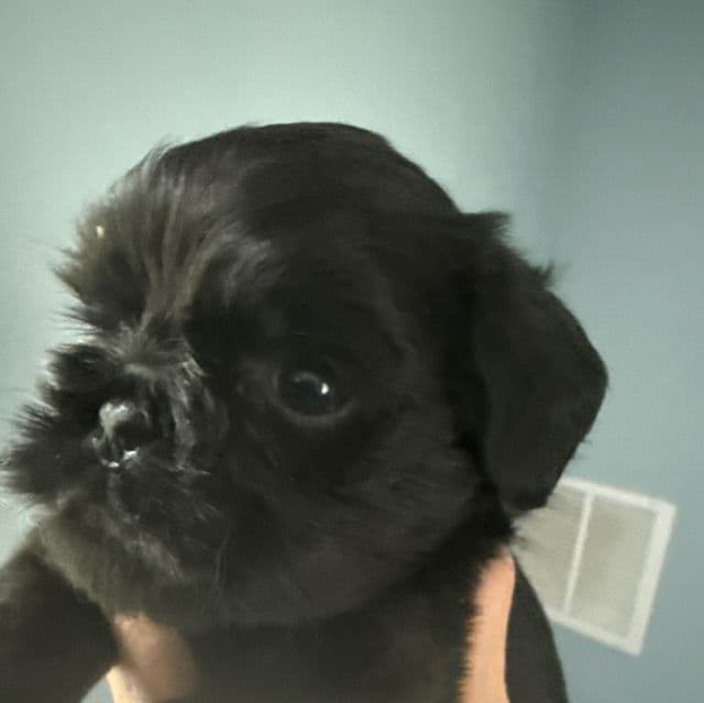 Glory - Brussels Griffon Female