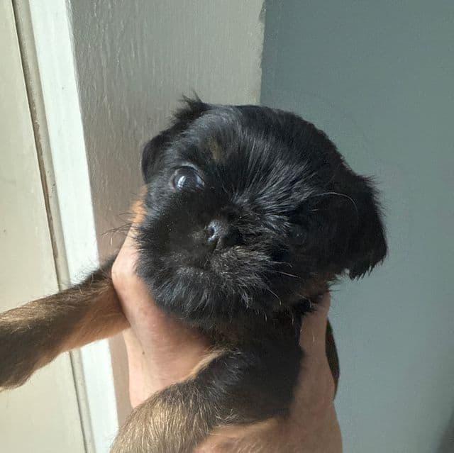 Gillian - Brussels Griffon Female