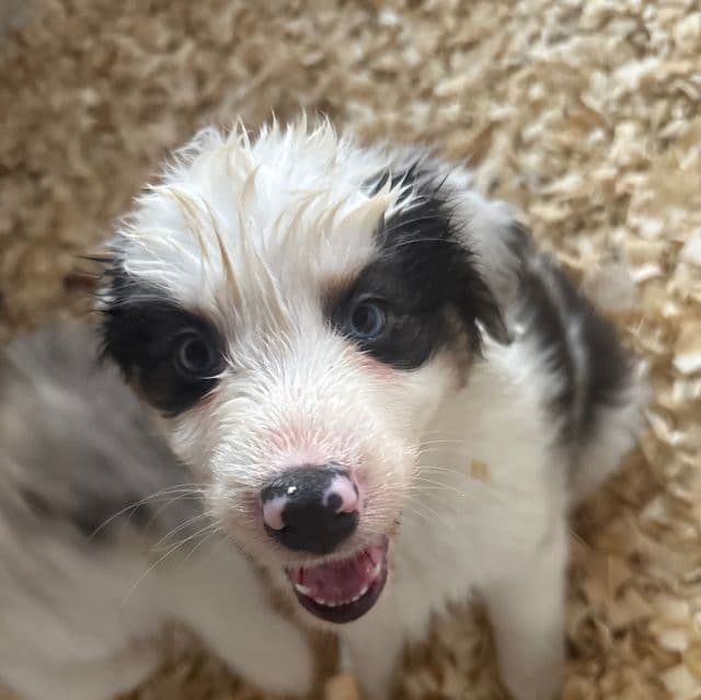 Sterling - Australian Shepherd Male