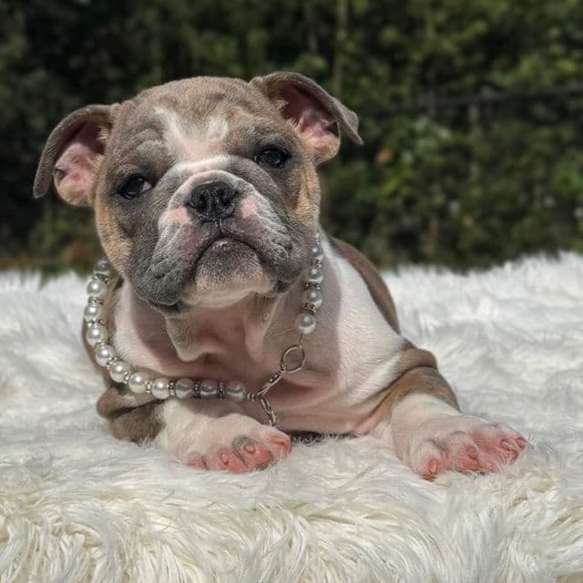 Maggie - English Bulldog Female