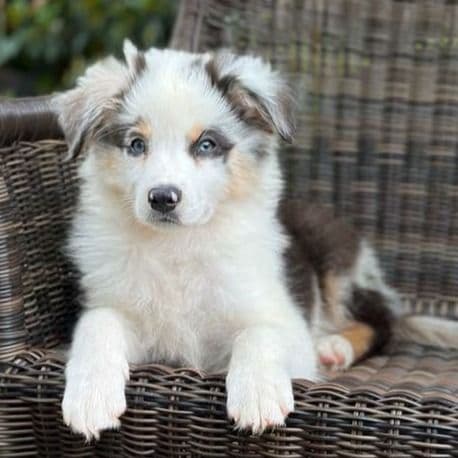 Wagalot  - Australian Shepherd Male