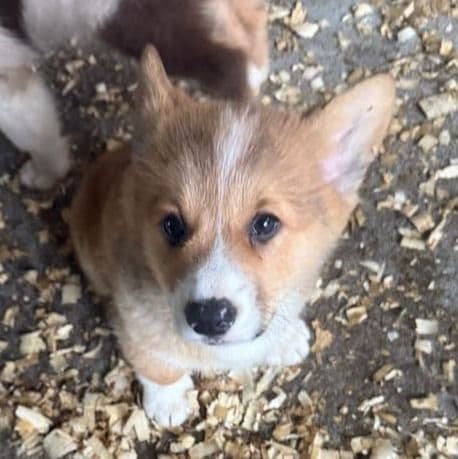 Kirby - Pembroke Welsh Corgi Male