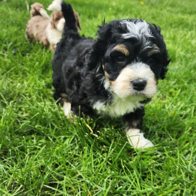 Smuge - Bernedoodle Male