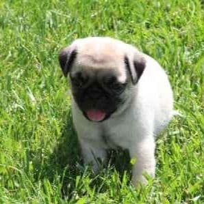 Ellen - Pug Female