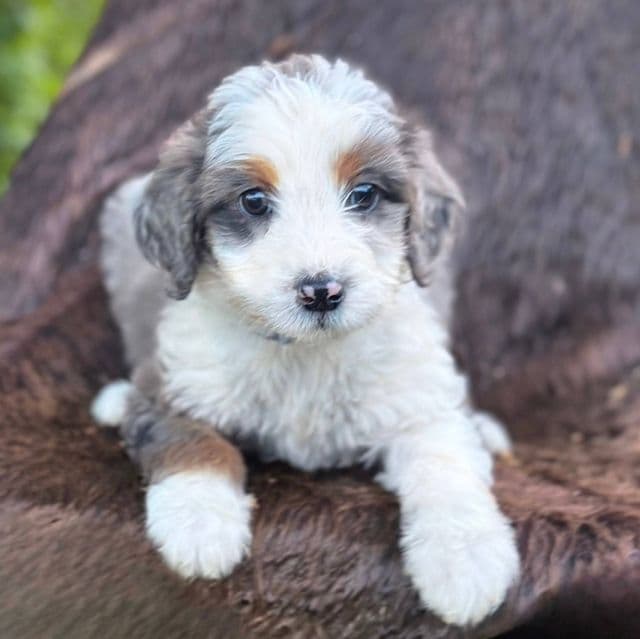 Tom - Aussiedoodle Male