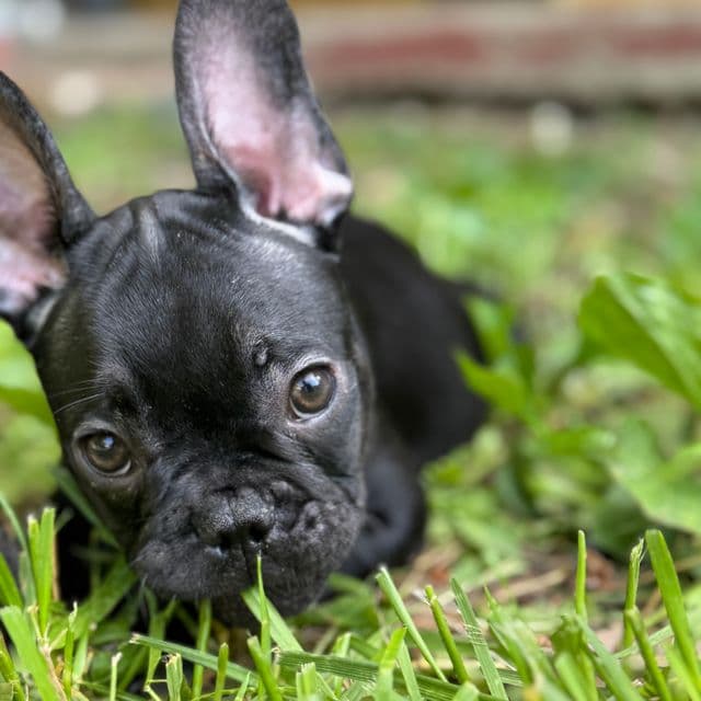 Barbra - French Bulldog Female