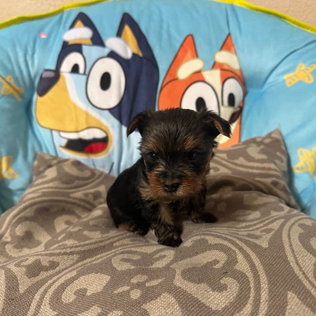Puppy 2 - Yorkshire Terrier Male
