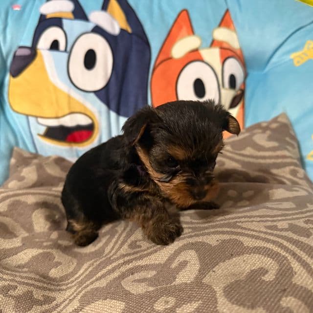 Puppy 3 - Yorkshire Terrier Female