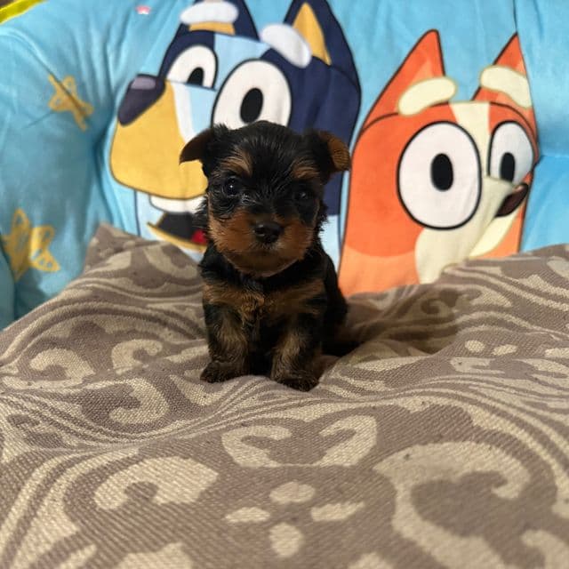 Puppy 4 - Yorkshire Terrier Female