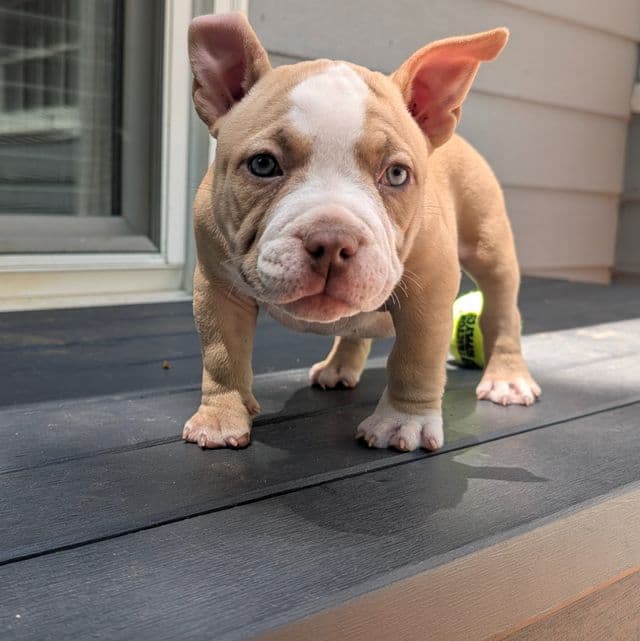 Jazzy  - American Bully Female