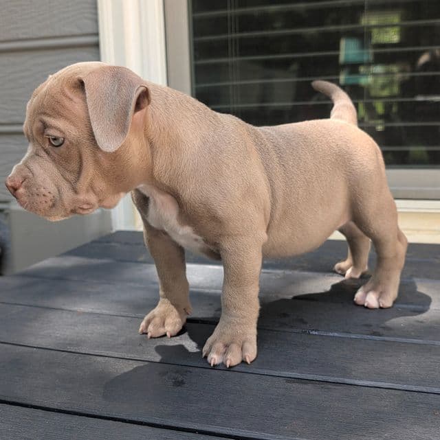 Zada - American Bully Male