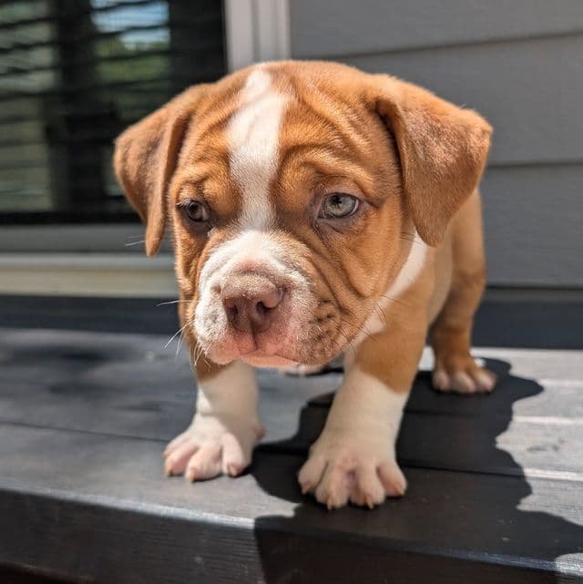 Chubby - American Bully Male