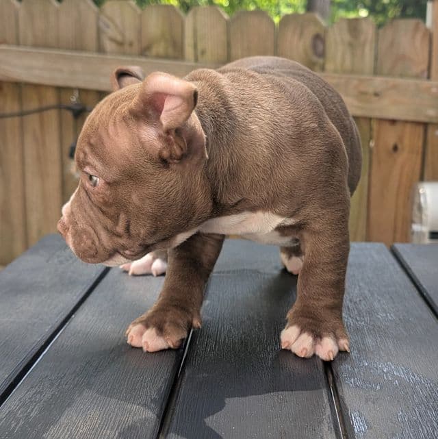 Coco - American Bully Female