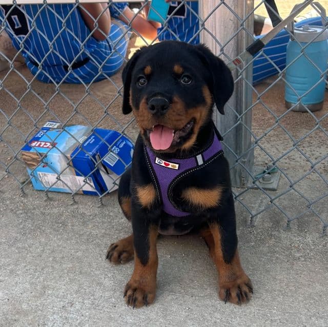 Rose - Rottweiler Female