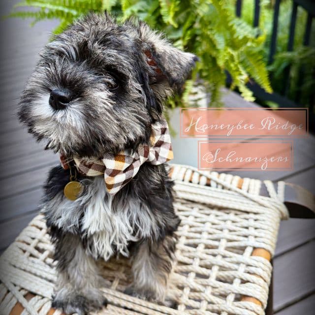 Akc Salt and Pepper - Miniature Schnauzer Male