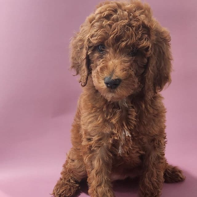 Pink Collar - Standard Poodle Female