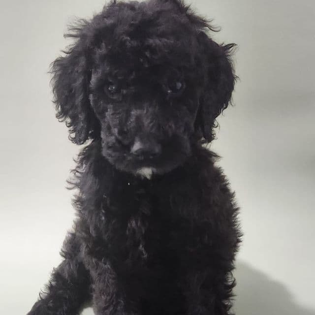 Red Collar - Standard Poodle Male