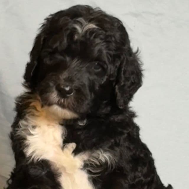 Melanthios - Sheepadoodle Male