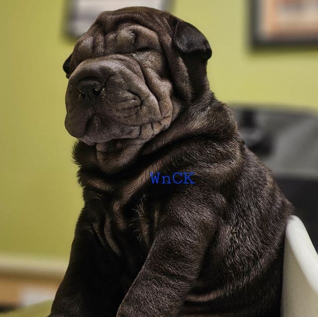 Bruno - Miniature Shar-Pei Male