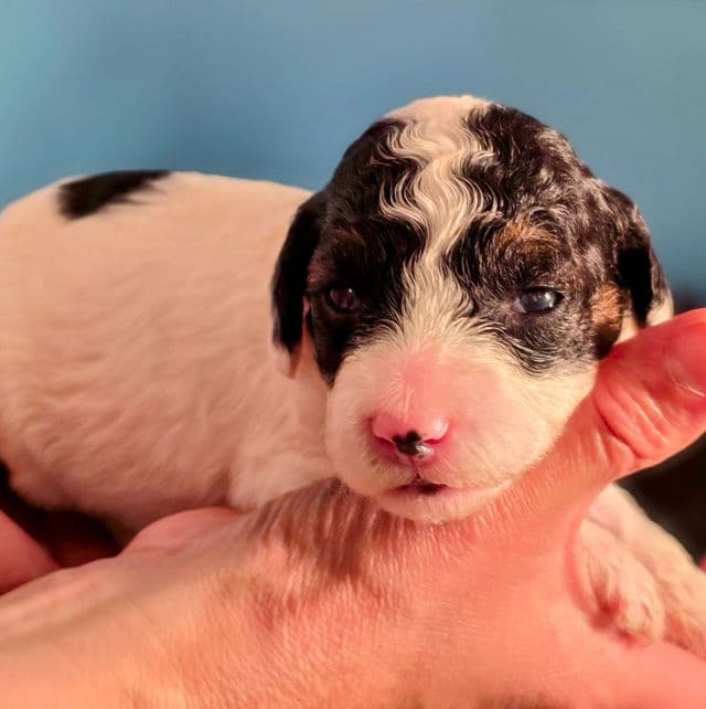 Ziggy - mini portidoodle  - Portidoodle Male