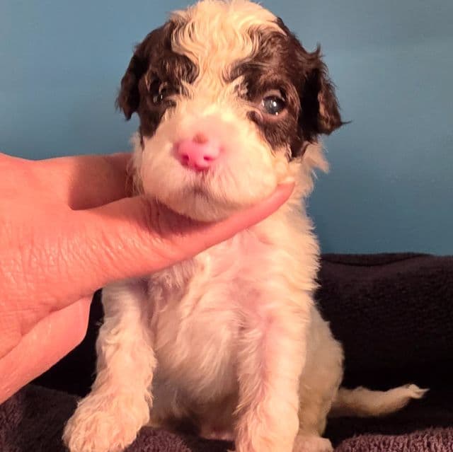 Bruno- mini portidoodle  - Portidoodle Male