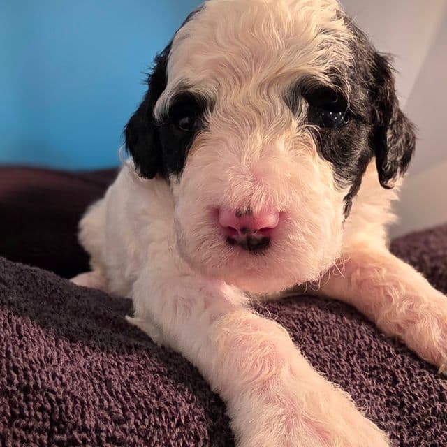 Bruce- mini portidoodle  - Portidoodle Male