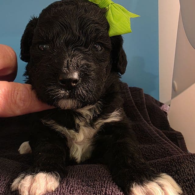 Beauty- mini portidoodle  - Portidoodle Female