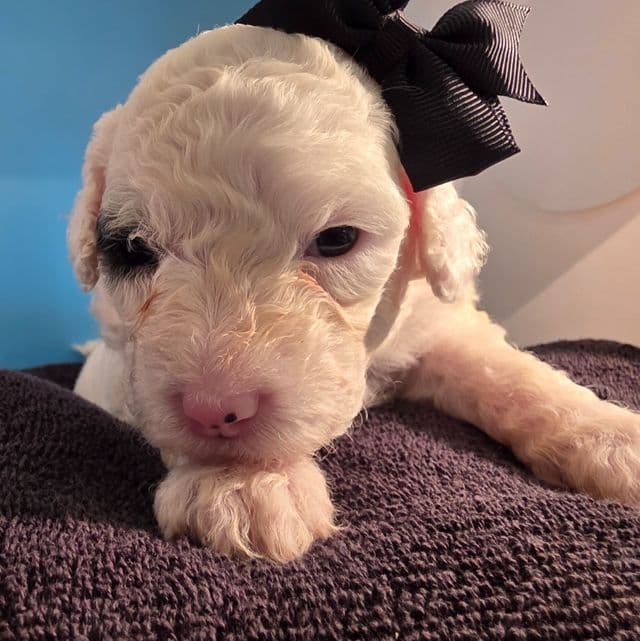 McKenzie - Portidoodle Female