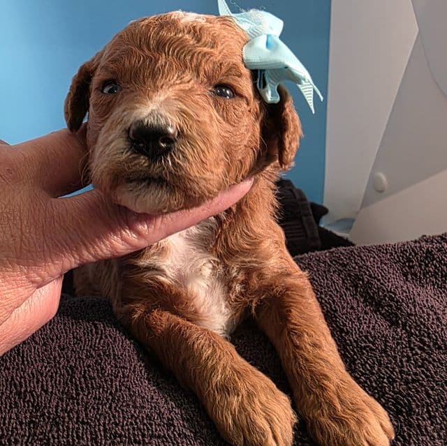 Ariel- mini - Goldendoodle Female