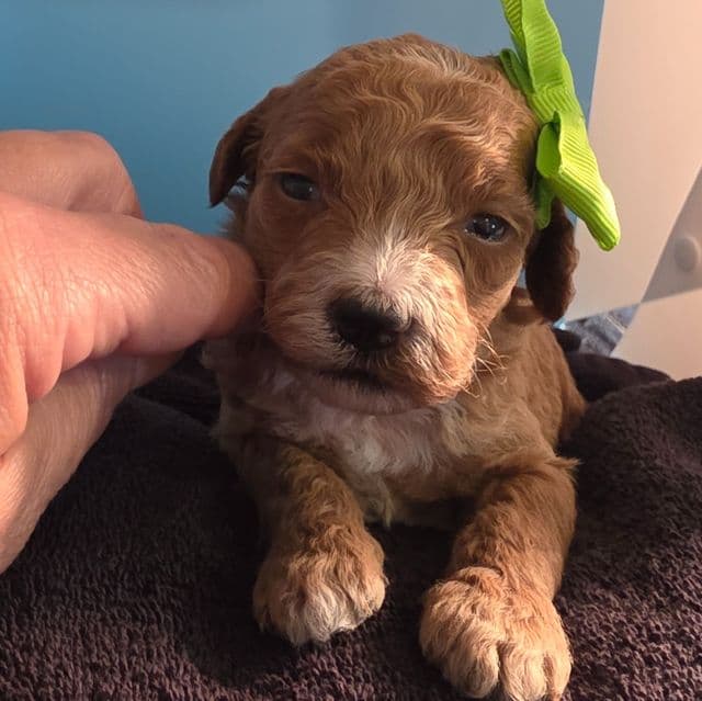 Alice- mini - Goldendoodle Female