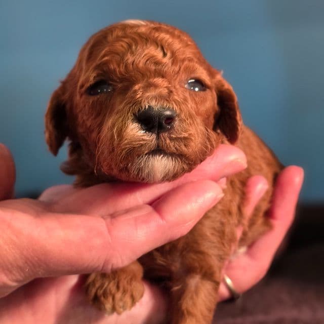 Chief- mini - Goldendoodle Male