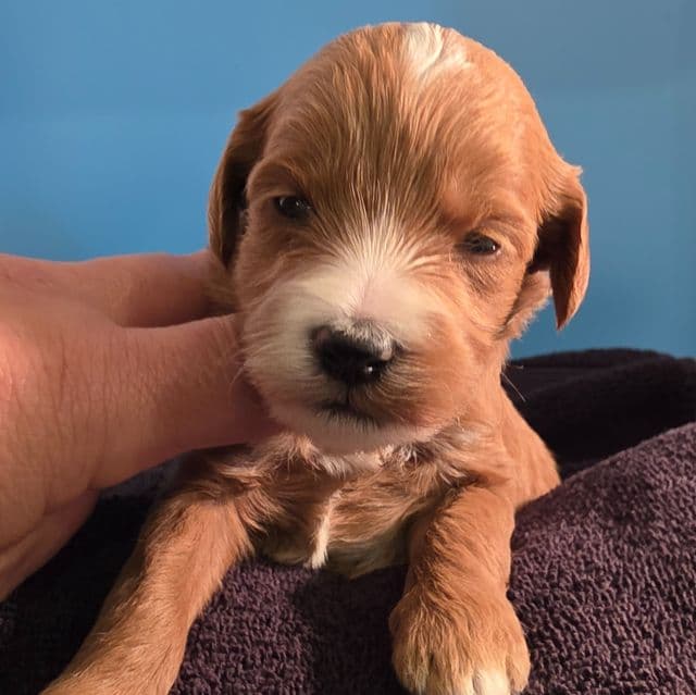 Cashew- mini - Goldendoodle Male
