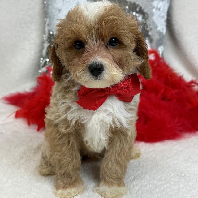 Maddie Red Boy - Cavapoo Male