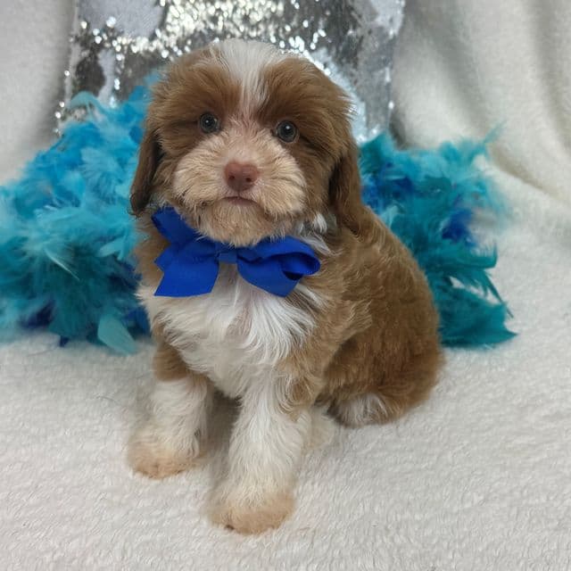 Riley Blue Boy - Cavapoo Male