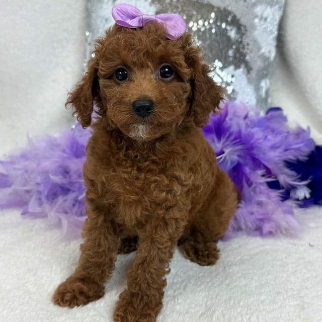 Tally Purple Girl - Goldendoodle Female