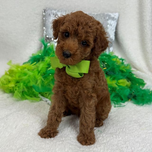 Tally Green Boy - Goldendoodle Male