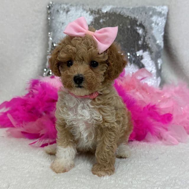 Scarlett's Pink Girl - Toy Poodle Female