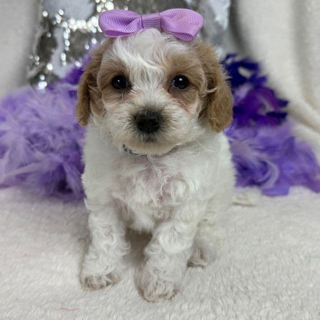 Cici Purple Girl - Toy Poodle Female