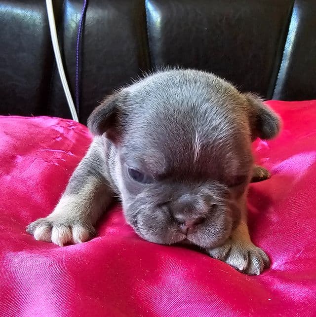 Valentina - French Bulldog Female