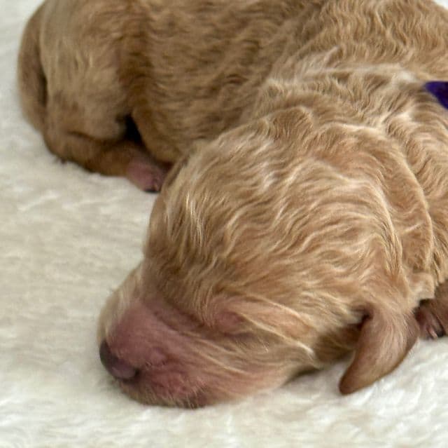 Bear - Goldendoodle Male