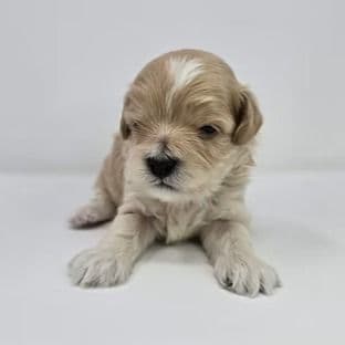 Daniel - Cavapoo Male