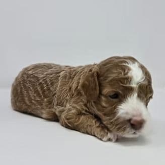 David - Cavapoo Male