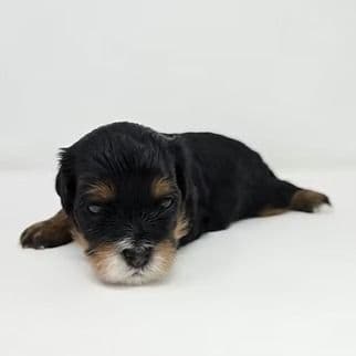 Dale - Cavapoo Male