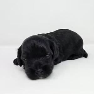 Dean - Cavapoo Male