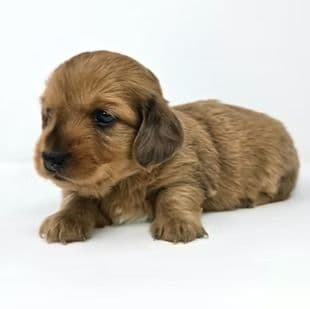 Carol - Dachshund Female
