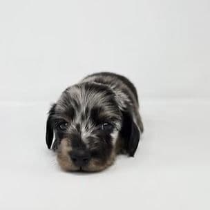 Colin - Dachshund Male