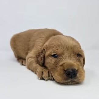 Enid - Golden Retriever Female