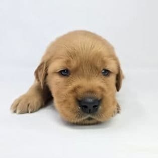 Etta - Golden Retriever Female