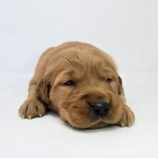Elsa - Golden Retriever Female